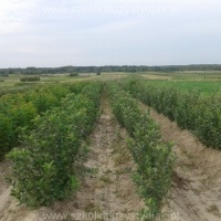 Szkółka drzewka krzewy owocowe jabłonie grusze śliwy czereśnie Polska